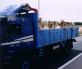 Kamele auf der Ladefläche eines LKW